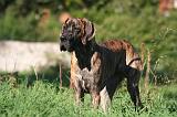 DOGUE ALLEMAND 771